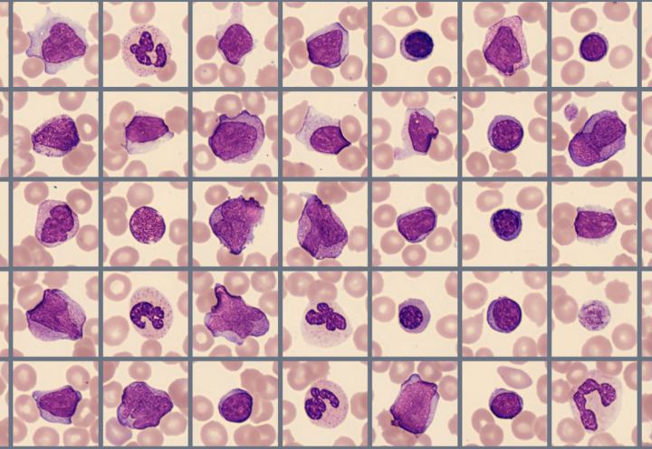 Sample of cells classified in the Global test 2023:2