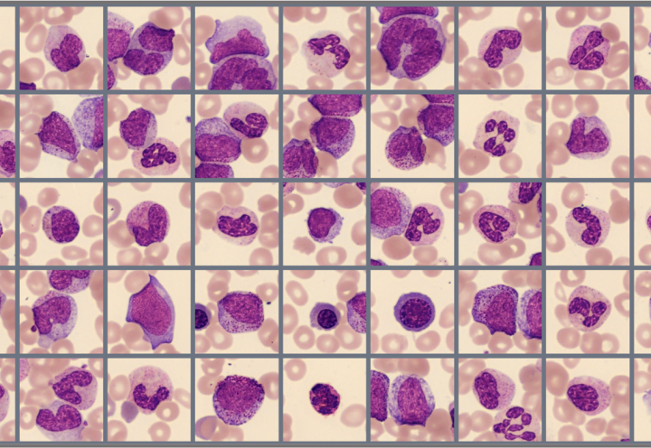 Sample of cells classified in the Global test 2023:4