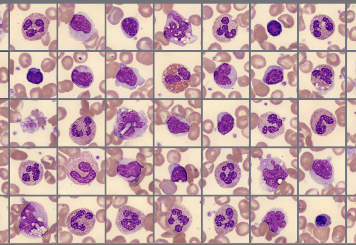 Sample of cells classified in the Global test 2024:1