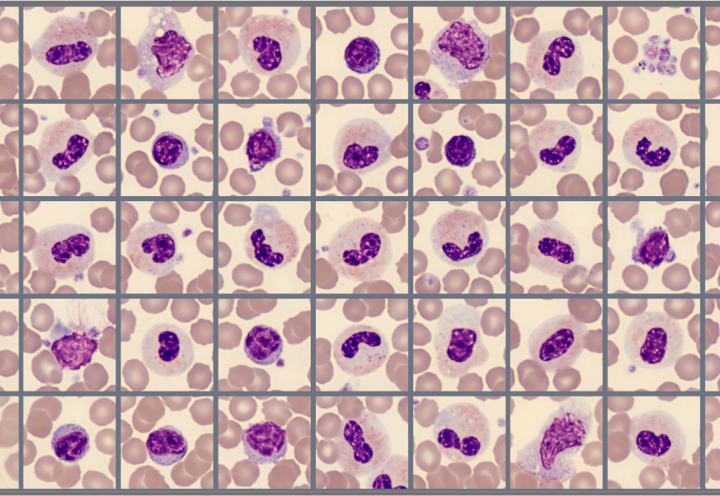 Sample of cells classified in the Global test 2024:3