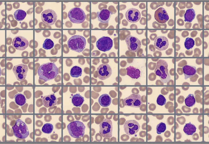 Sample of cells classified in Global Test 2024:4