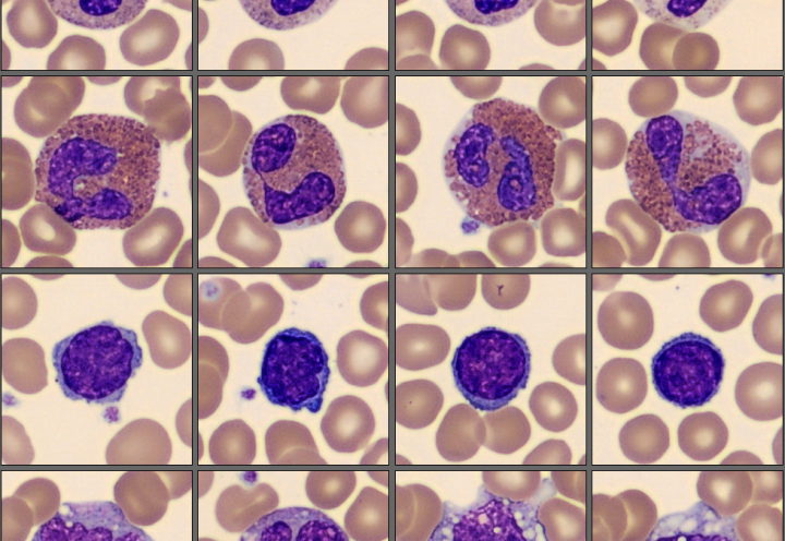 Monthly cell challenge 2025 01 - cell classes
