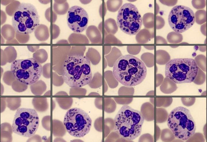 Cells from the Monthly cell challenge February 2025