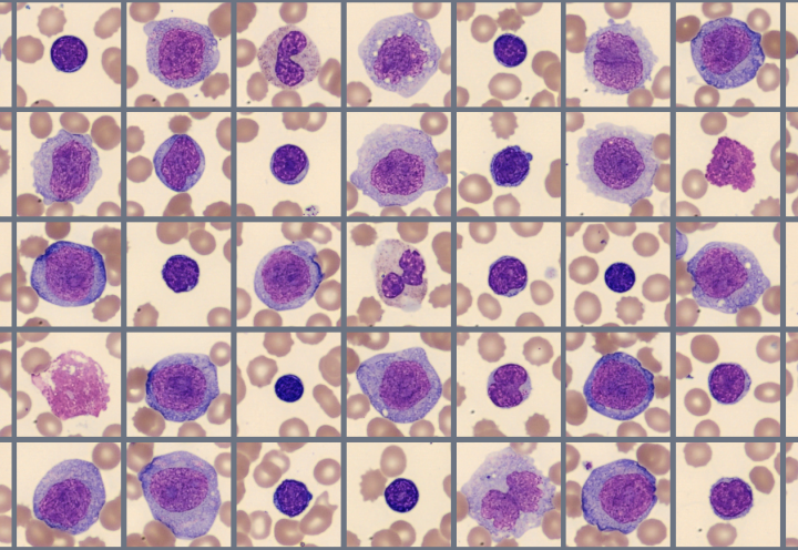Sample of cells classified in the Global test 2025:1