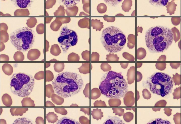 Neutrophils from the monthly cell challenge July 2025