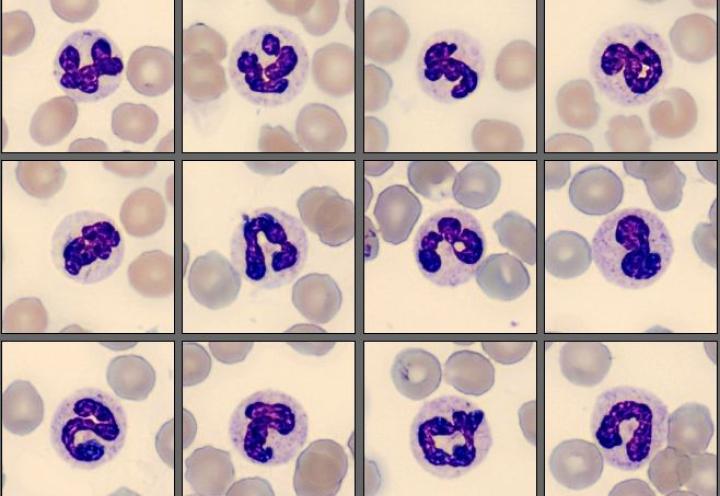 Neutrophils from the monthly cell challenge August 2025