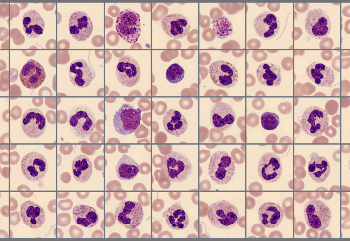 Sample of cells classified in the Global test 2025:2