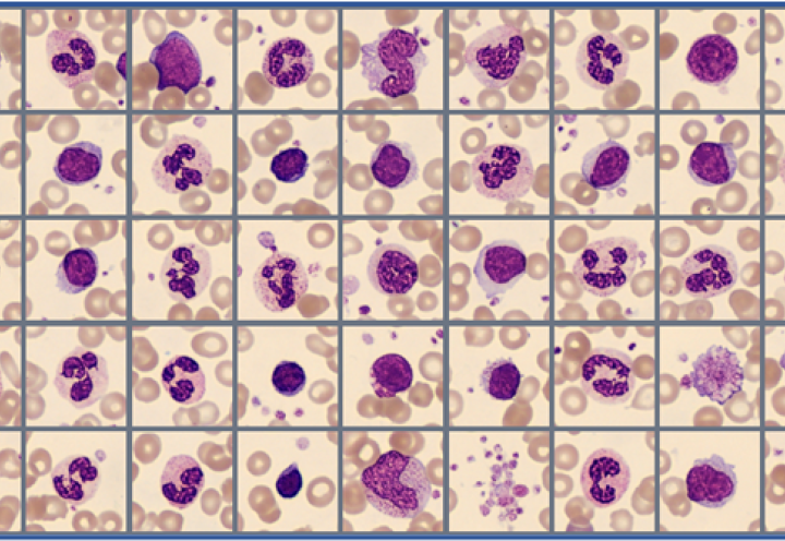 Sample of cells classified in the Global test 2025:3