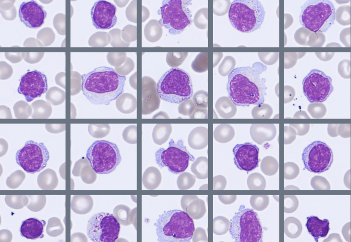 Digital blood cells images