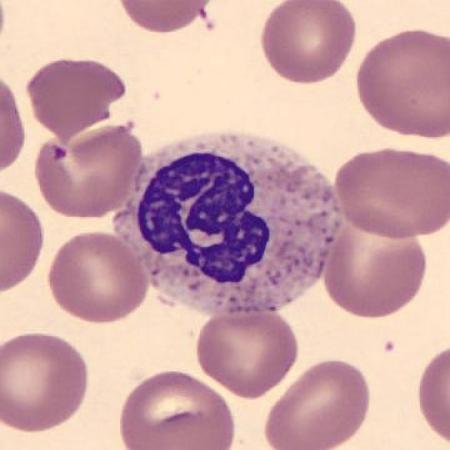 Neutrophil alphabet - B