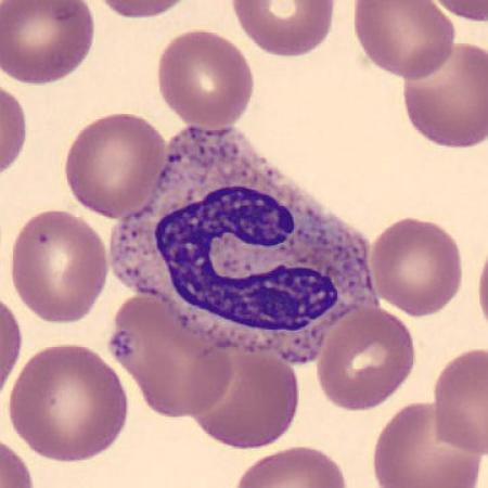 Neutrophil alphabet - C