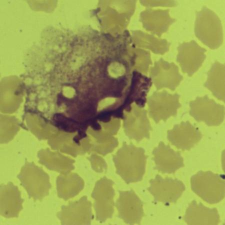 Interesting shape cells - Catfish