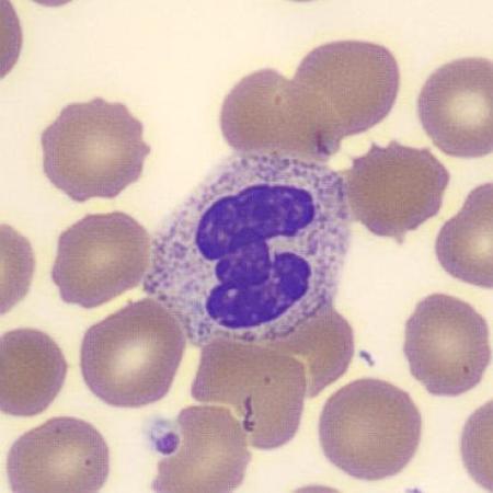 Neutrophil alphabet - H