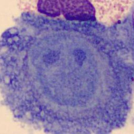 Interesting shape cells - Happy Cell