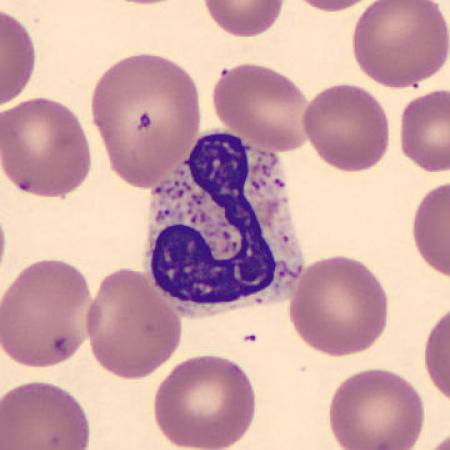 Neutrophil alphabet - J