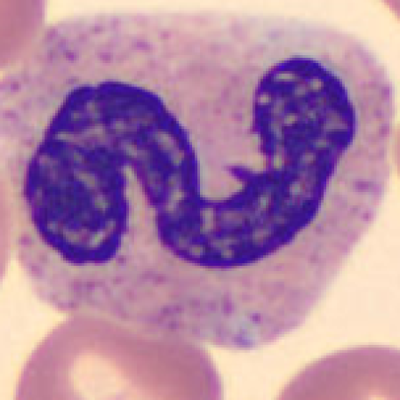 Neutrophil alphabet - N