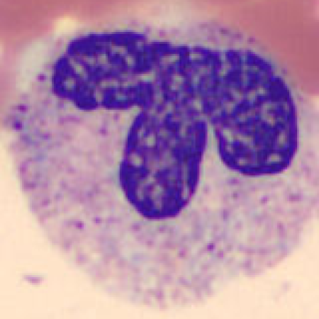 Neutrophil alphabet - T