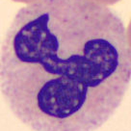 Neutrophil alphabet - Y