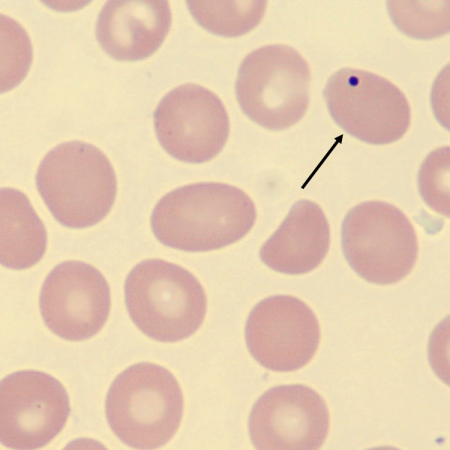 HJ4