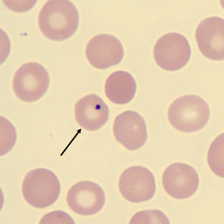 HJ5