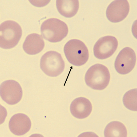 HJ6