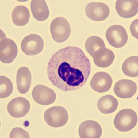 Hyposeg5