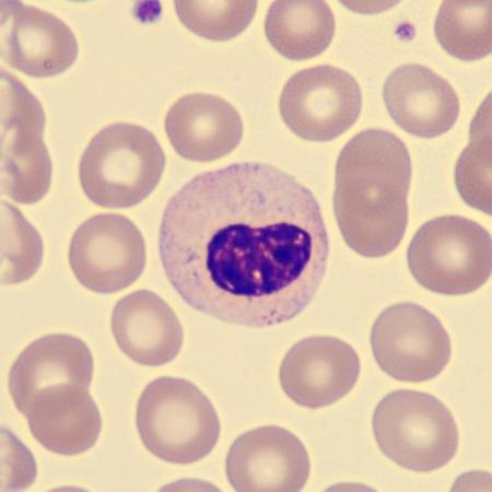 Hyposeg6