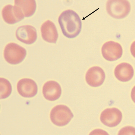 Macro3