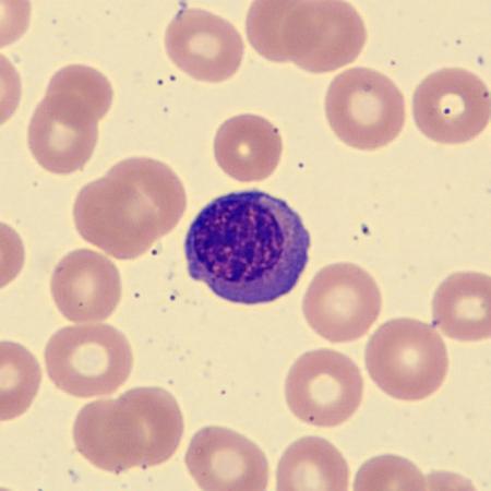 NRBC4