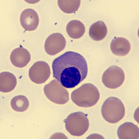 NRBC5