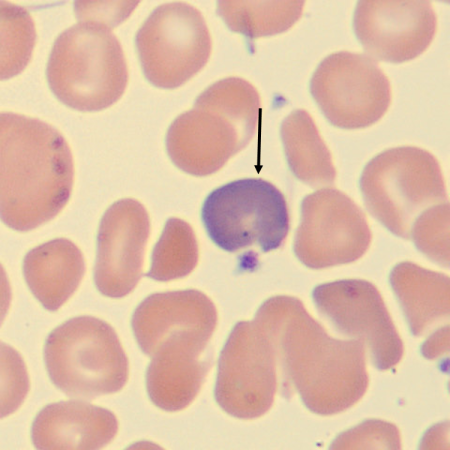 Poly4