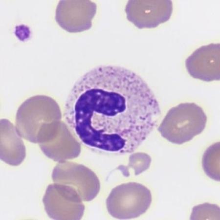 Cell letter C