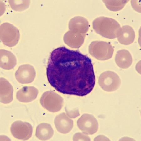 Blood Cell