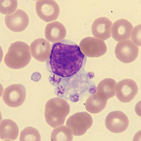 Blood cell