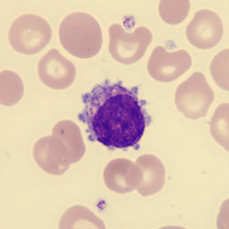 Blood Cell