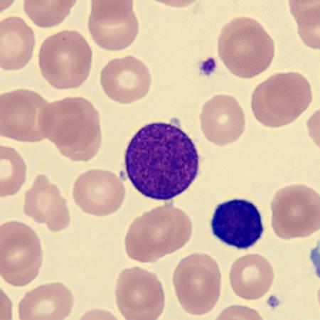 Blood Cell