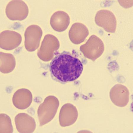 Blood Cell